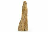 Triassic-Age Petrified Wood Log - Madagascar #379256-2